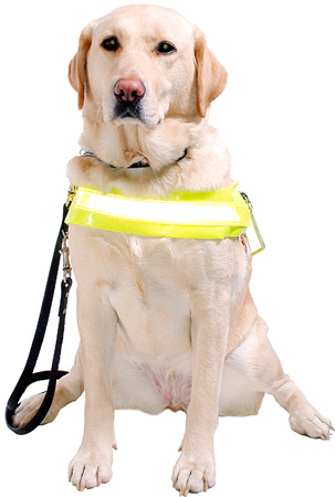 Guide_dog1