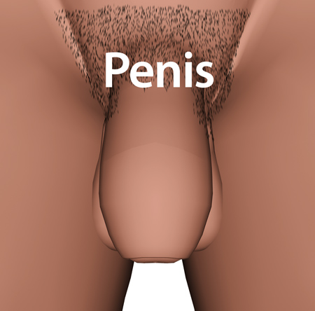 Man_penis