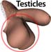 Man_testicles