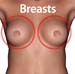 Woman_breasts