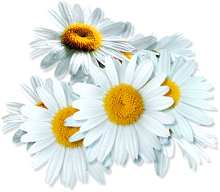 Flowers_daisy