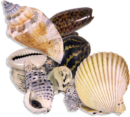 Seaside_shells