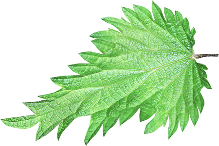 Stinging_nettle