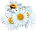 Flowers_daisy