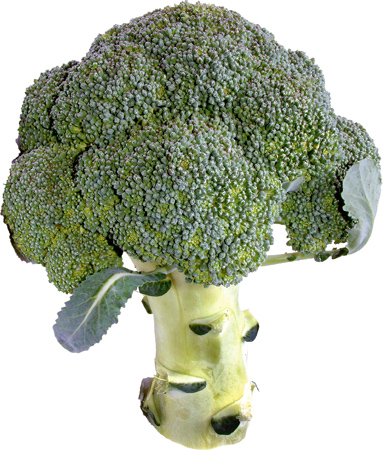 Broccoli