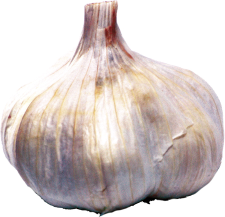 Garlic